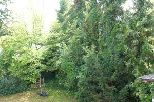 3,5 Zimmer, großer Südbalkon, Gartenmitbenutzung – 81247 Obermenzing, München – Vorschaubild 3