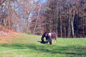 Pferdehof / Bauernhof mit 18.000 m2 nähe Tittling TOP LAGE an der B-85 – Die vollständige Adresse der Immobilie erhältst du vom Anbieter., 94163 Saldenburg – Vorschaubild 39
