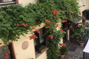 möbliertes Apartment in Mainz-Kostheim – 55246 Mainz-Kostheim, Wiesbaden – Vorschaubild 5