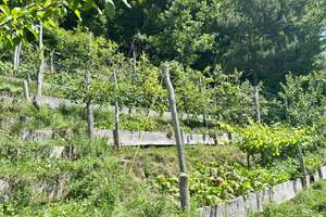Autark Wohnen mit Selbstversorgergarten - wenn Ihnen Unabhängigkeit wichtig ist. – Die vollständige Adresse der Immobilie erhältst du vom Anbieter., 78182 Schramberg – Vorschaubild 31