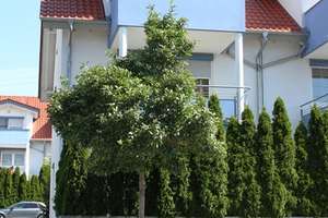 Familiengeeignetes Reiheneckhaus mit Carport zu vermieten – Mäurichstraße 1, 74229 Oedheim – Vorschaubild 5