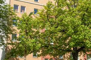 Wohnung mit Terrasse zum grünen Innenhof – Blankenauer Straße 31, 9113 Chemnitz – Vorschaubild 1