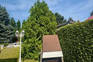 Bestlage am Park, massiv gebaut mit Keller und großem Garten – Die vollständige Adresse der Immobilie erhältst du vom Anbieter., 12355 Rudow, Berlin – Vorschaubild 12