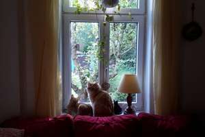 Property thumbnail 15