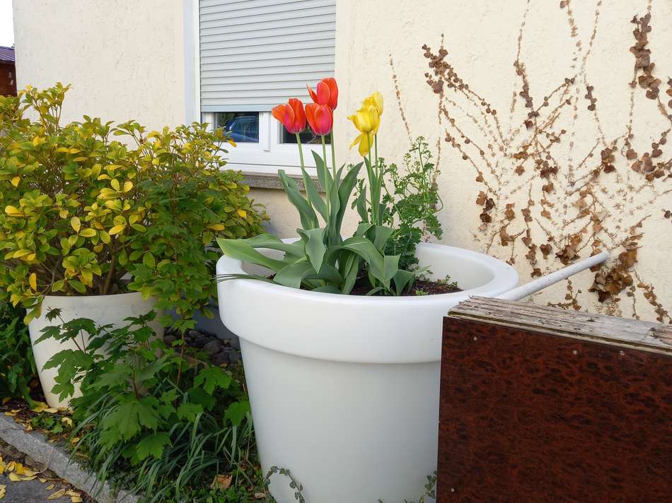Blumentopf