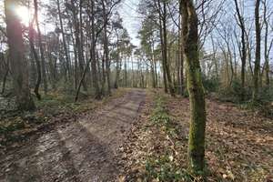 Bungalow mit Naturanschluss in ruhiger Endlage – 1.057 m² Grundstück & durchdachter Raumaufteilung – Die vollständige Adresse der Immobilie erhältst du vom Anbieter., 33689 Sennestadt, Bielefeld – Vorschaubild 9