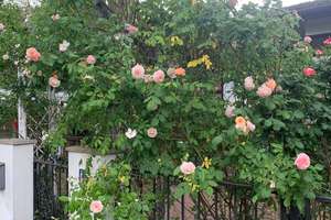 In einzigartiger Lage: Freistehndes Einfamilienhaus mit großem Rosen/Obstbaumgarten + Carport/Garage – Die vollständige Adresse der Immobilie erhältst du vom Anbieter., 14089 Kladow, Berlin – Vorschaubild 10