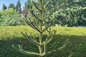 Bestlage am Park, massiv gebaut mit Keller und großem Garten – Die vollständige Adresse der Immobilie erhältst du vom Anbieter., 12355 Rudow, Berlin – Vorschaubild 13
