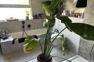 Zuhause mit 5 Zimmern und viel Platz in Bielefeld – Ehlentruper Weg 77, 33604 Mitte, Bielefeld – Vorschaubild 4