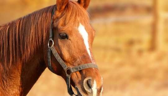 Bild von Profi-Reitanlage mit 40er Halle und 60er Platz zu verkaufen