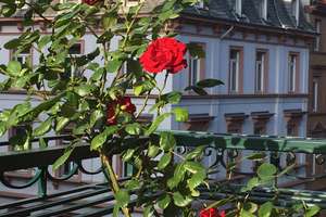Seltene Gelegenheit: Schöne, top-renovierte 5ZKB Altbauwohnung in Heidelberg / Weststadt ohne Makler