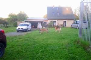 für Tierfreunde EFH Nähe Rostock, großzügiges Grundstück 4100m² in grüner Umgebung – Güstrow (Kreis) – Vorschaubild 2