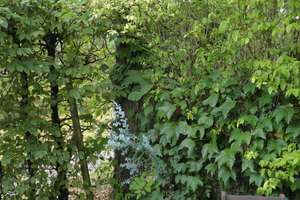 Property thumbnail 32