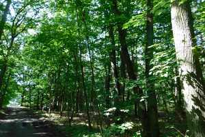 Traumhaftes Grundstück mit Bauernhaus, ca. 7 ha Wald, Teich und Nebengebäude – Parchim (Kreis) – Vorschaubild 30