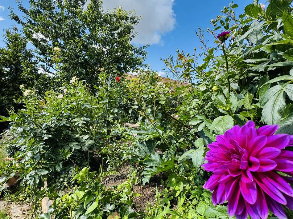 Detailfoto Blume