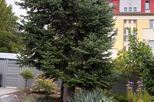 Wohlfühlhaus in Trier-Süd mit Luxemburg-Anbindung – Zellstraße 8, 54290 Süd, Trier – Vorschaubild 18