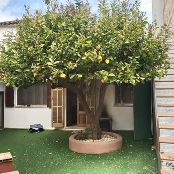Erdgeschosswohnung und Garage in Felanitx