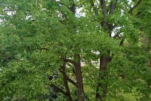 *** Idyllisches Familienglück im Grünen: 5 Zimmer-Wohnung in Mannheim-Gartenstadt ***