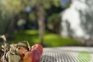 *** SEE(h)  Dich am WannSEE *** EIN-Familienhaus *** 4 Zimmer *** Sauna *** schöner Garten  *** – Kaiserstrasse 19, 14109 Wannsee, Berlin – Vorschaubild 31