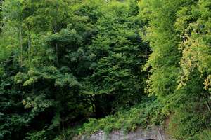 RESERVIERT - Großes Landhaus mit tollem Moselblick!! – Die vollständige Adresse der Immobilie erhältst du vom Anbieter., 56841 Traben-Trarbach – Vorschaubild 50