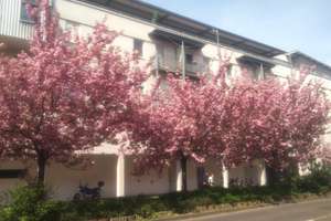 Helles  vermietetes 2 R.-Appartement,  mit EBK + Lift + Balkon