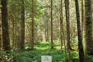 Einzigartiges Naturjuwel in den Allgäuer Alpen – anerkannte Alpe mit Wald- und Weideflächen – Die vollständige Adresse der Immobilie erhältst du vom Anbieter., 87538 Balderschwang – Vorschaubild 27