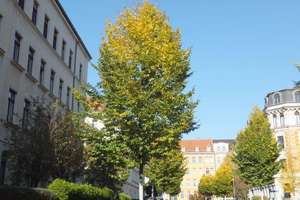 Elegante, helle und schön gelegene 5-Zimmer-ETAGENWOHNUNG mit Balkon in Gohlis