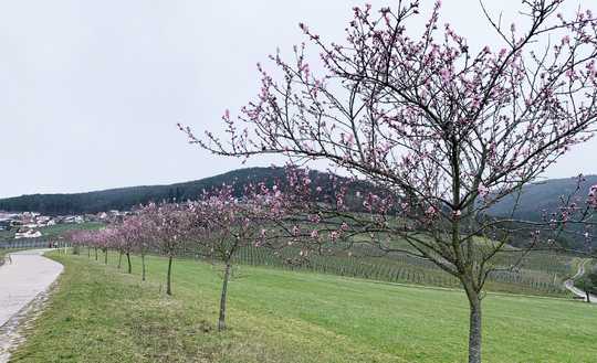 Gleiszellen-Gleishorbach: Wohnen wo andere Urlaub machen