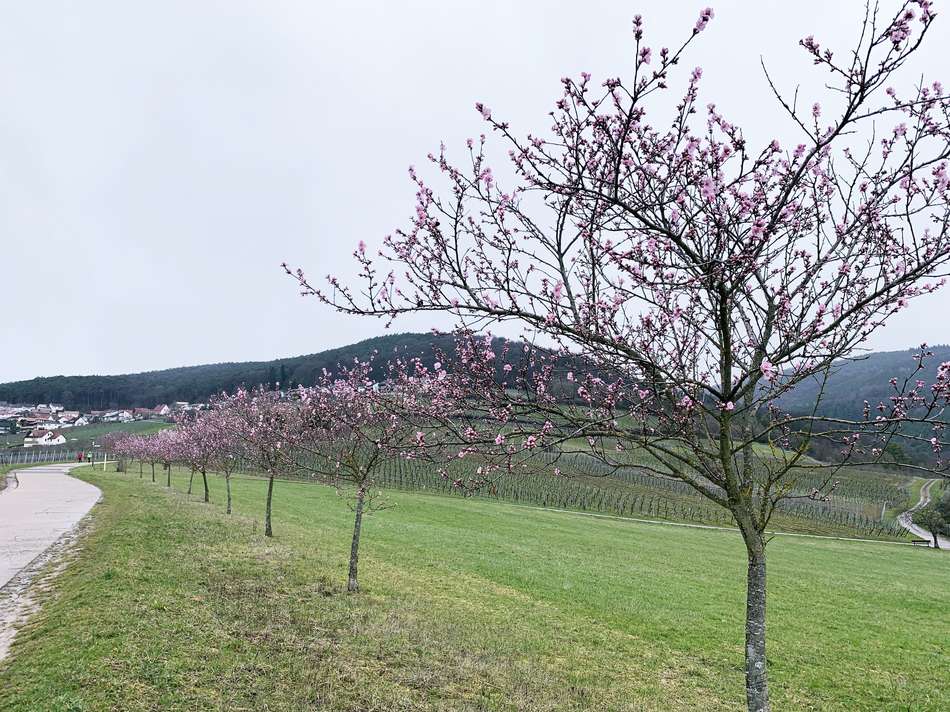 Mandelblüte