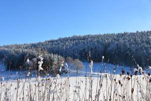 Modernisiertes Mehrfamilienhaus mit Nebengebäuden in idyllischer Lage mit 4,3 h großem Anwesen – Hetzendorf 3, 91282 Betzenstein – Vorschaubild 36