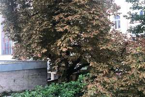 Mannheim Oststadt - Gepflegte 2-Zimmer-Hochparterre-Wohnung mit Balkon und Einbauküche – Lameystr. 18, 68165 Schwetzingerstadt/Oststadt, Mannheim – Vorschaubild 9