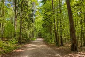 Zwischen Stadt und Natur – ein Zuhause auf zwei Ebenen in bester Lage – Forstenrieder Allee 214, 81476 Forstenried, München – Vorschaubild 12