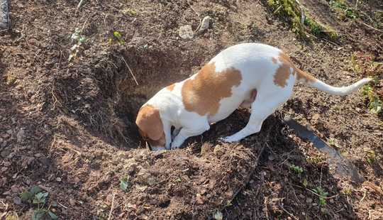 Bild von Planen Sie mit UNS Ihr individuelles Traumhaus mit Bestpreisgarantie auf einem attraktiven Grundstüc