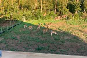 Traumhaftes Baugrundstück in Top Lage Sommerfeld mit Hausplanung – Löwenberger Weg 11c, 16766 Oberhavel (Kreis) – Vorschaubild 7