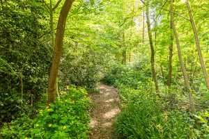 Wohnen und Leben im Einklang mit der Natur auf einem einzigartigen Waldgrundstück – Rendsburg-Eckernförde (Kreis) – Vorschaubild 2