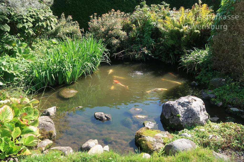 Immobilie in Bad Waldsee - Gartenparadies - Bild 4