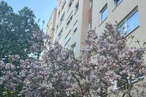 Helle, ruhige 3-Zimmer Wohnung in Pasing/am Westkreuz – 81243 Aubing-Süd, München – Vorschaubild 2