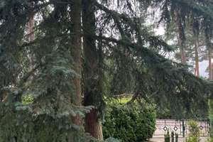 Wochenendgrundstück mit Bungalow und Garage – Die vollständige Adresse der Immobilie erhältst du vom Anbieter., 39245 Gommern – Vorschaubild 8