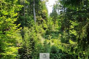 Einzigartiges Naturjuwel in den Allgäuer Alpen – anerkannte Alpe mit Wald- und Weideflächen – Die vollständige Adresse der Immobilie erhältst du vom Anbieter., 87538 Balderschwang – Vorschaubild 28