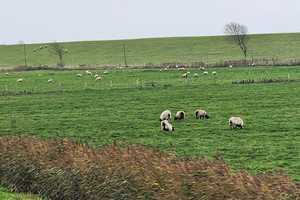 Wohnen am MEER, NORDSEE Gepflegtes Einfamilienhaus hinterm Deich – Dithmarschen (Kreis) – Vorschaubild 9