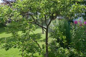 Freundlicher 5-Zimmer-Bungalow in Zehlendorf, Berlin. Sommer im eigenen großen Garten – Klistostraße 10, 14165 Zehlendorf, Berlin – Vorschaubild 17