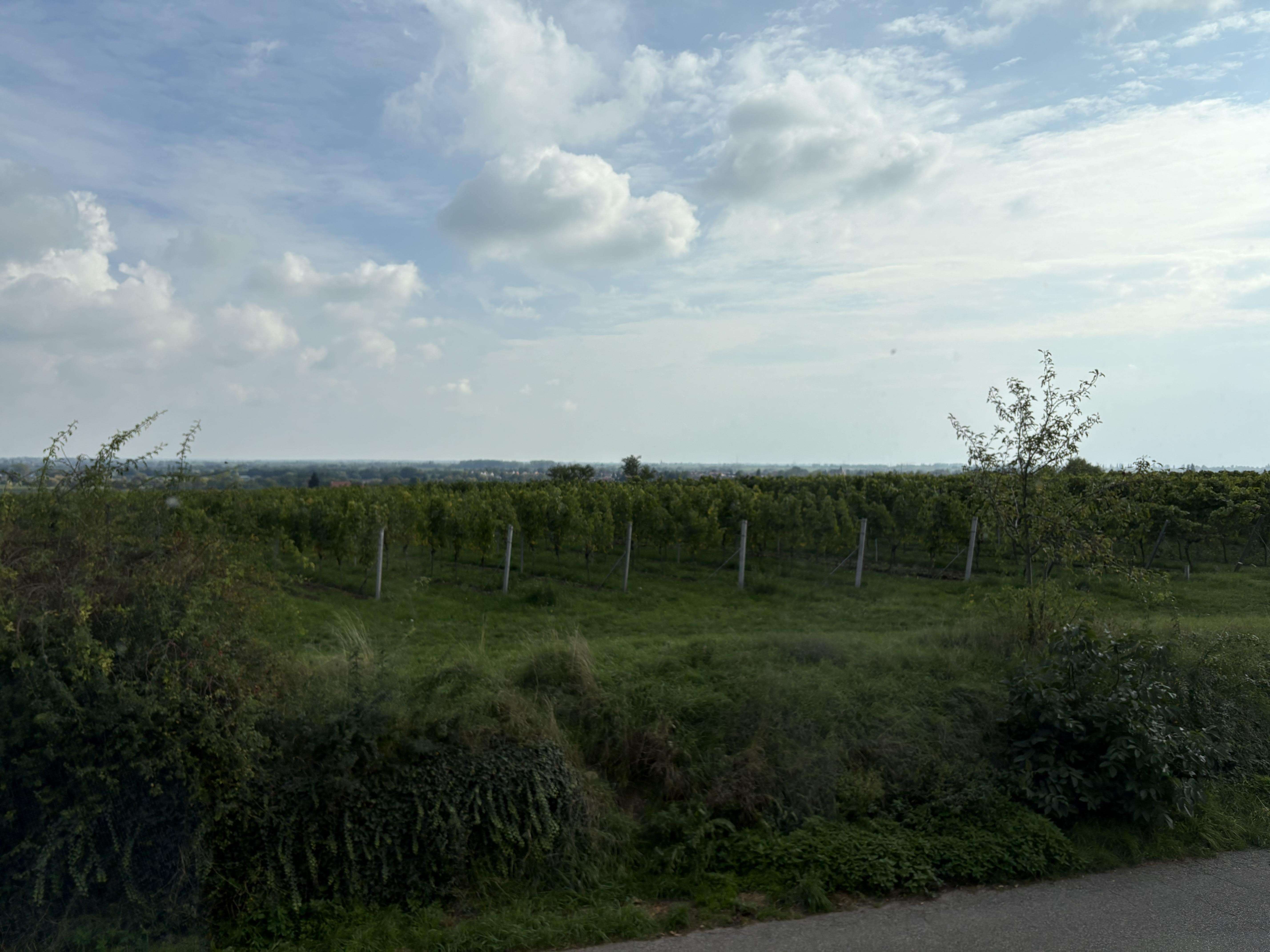 Wohnen in ruhiger Wohnlage mit toller Aussicht, Südliche Weinstraße Kreis – Bild 4