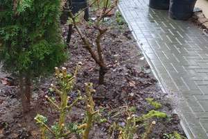 Exklusive 4-Zimmer-Wohnung mit 30 m² Terasse und EBK in Hamburg – Die vollständige Adresse der Immobilie erhältst du vom Anbieter., 21073 Sinstorf, Hamburg – Vorschaubild 12