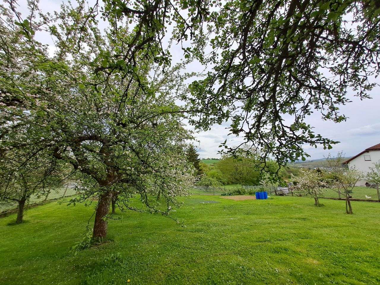 Natur pur – Einfamilienhaus mit blühendem Obstgarten, Bad Kreuznach Kreis – Bild 4