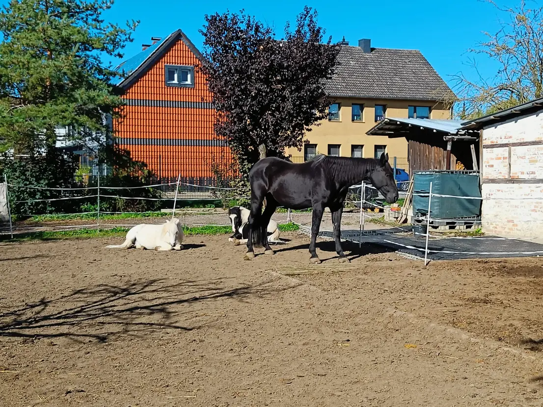 Pferdebereich mit Weidefläche