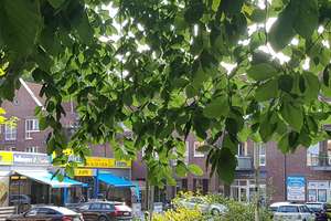Einfach einziehen: Schmuckstück Natur, city-nah, Altbau-Villa saniert! – Die vollständige Adresse der Immobilie erhältst du vom Anbieter., 22397 Lemsahl-Mellingstedt, Hamburg – Vorschaubild 24