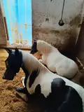 Stall für die Pferdehaltung