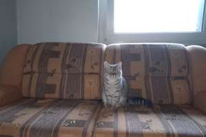 Hier sind Sie angekommen  – Die vollständige Adresse der Immobilie erhältst du vom Anbieter., 9306 Königsfeld – Vorschaubild 5