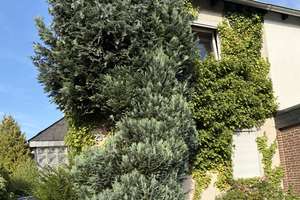++Handwerker aufgepasst + Reihenendhaus + ca. 54 m² Wfl. + 305 m² Grundstück++ – 44149 Dorstfeld, Dortmund – Vorschaubild 2