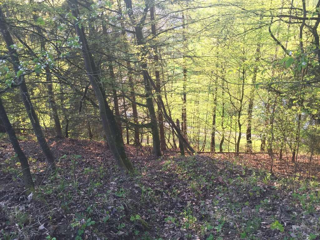 Immobilie in Adlkofen - Grundstück mit Altbestand + Weiher/Wiese + großer Waldanteil - Birnkofen (Adlkofen) - Bild 3